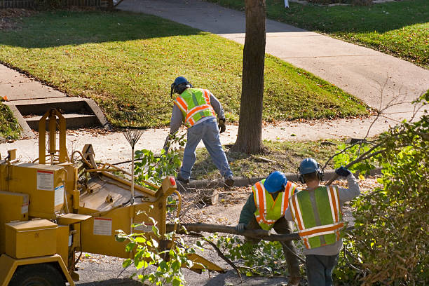 Dead Tree Removal in Temecula, CA